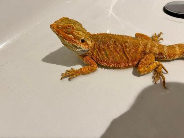 Image 2 of 1 year old red bearded dragon