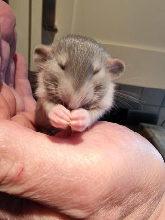 Image 4 of DUMBO RATS 2x Males AVAILABLE!! Cute!!