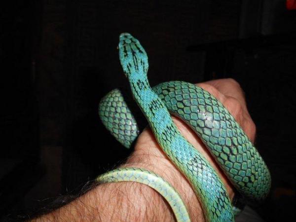 Image 5 of Rein rat snakes - UK CB For Sale