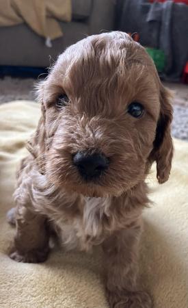 Image 14 of Cockapoo F1, puppies for sale, parents KC reg, Show/toy