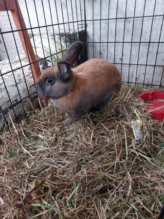Image 1 of 3 Rabbitsfor sale pair and single male