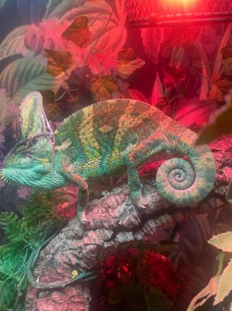 Image 1 of Yemen chameleon for sale comes with set up