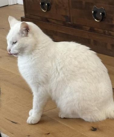 Image 3 of Outdoor White British Short Hair Adult Hunter Cat for Sale