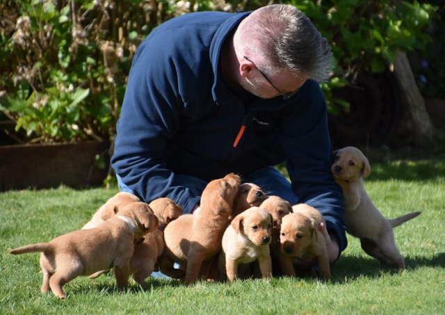 Preview of the first image of Fox red Labrador puppies ready now.