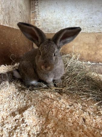 Image 4 of doe mixbred rabbit for sale