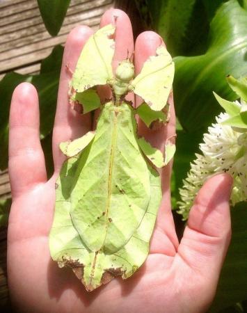 Image 4 of 6x Nymphs of Phyllium Giganteum Leaf Insect (stick insect)
