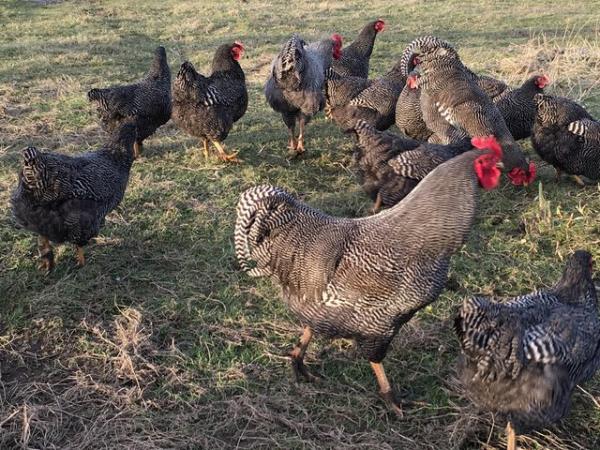 Image 1 of Barred Plymouth Rock Hens For Sale