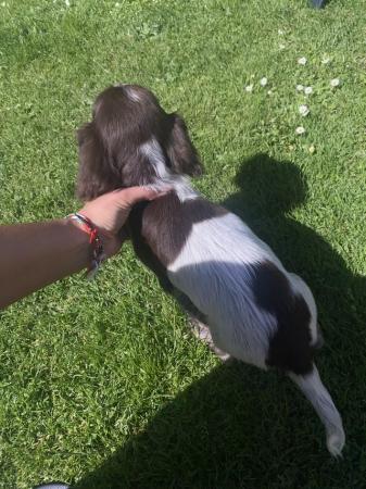 Image 8 of *REDUCED Price* Cocker Spaniels (2 boys left)