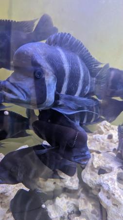 Image 4 of Frontosa cichlids various sizes for sale