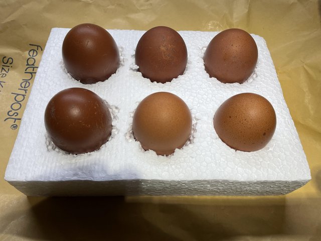 Preview of the first image of Pure breed French copper maran mixed blue and black hatching.