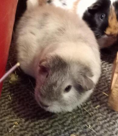 Image 3 of Mixed age guinea pigs. 3 to 12 months