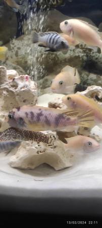 Image 6 of African cichlids tropical fish