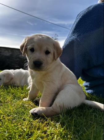 Image 10 of Gorgeous Chunky Labrador x Golden Retriever Puppies