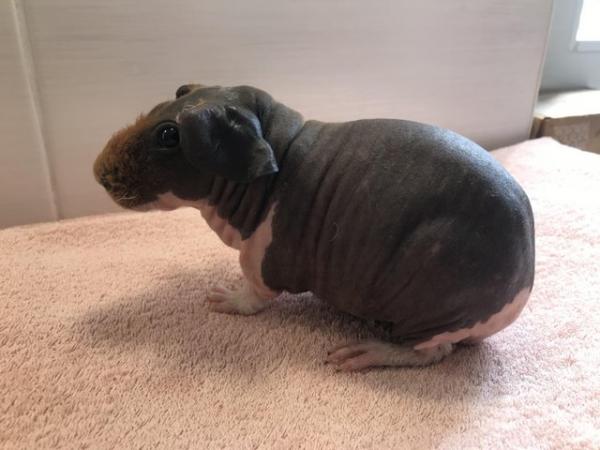 Image 2 of Skinny Pig Sow from Imported Lines