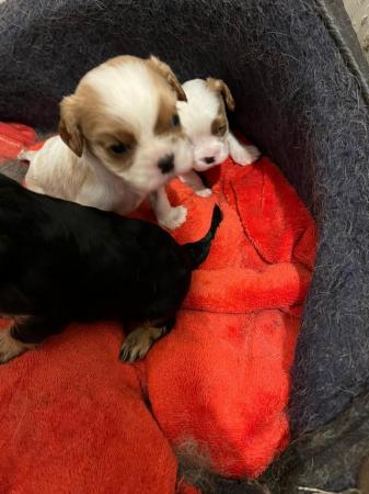 Image 6 of Cavalier King Charles Spaniel puppies