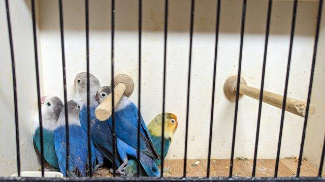 Image 2 of Parrot and small bird rescue rehoming