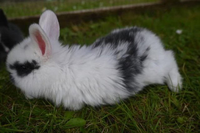 Image 5 of Beautiful Pure Bred Mini Lop Baby Rabbits