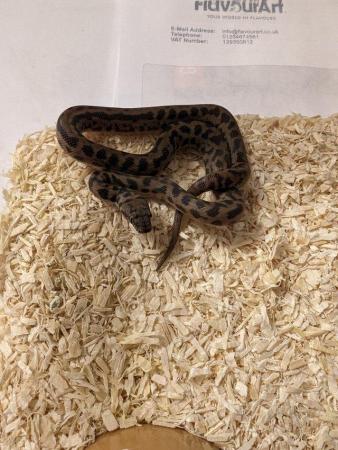 Image 5 of Male 2023 Spotted Python for sale