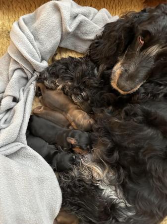 Image 6 of Show cocker spaniels ready 18th June