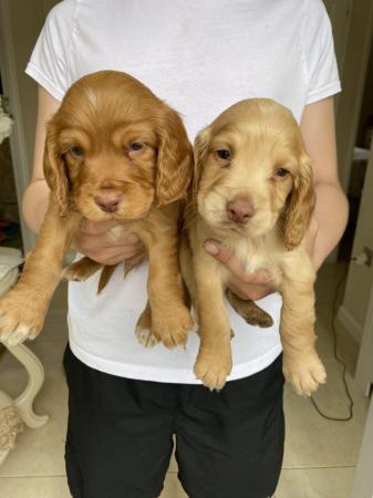 Image 2 of Working type cocker spaniel puppy’s