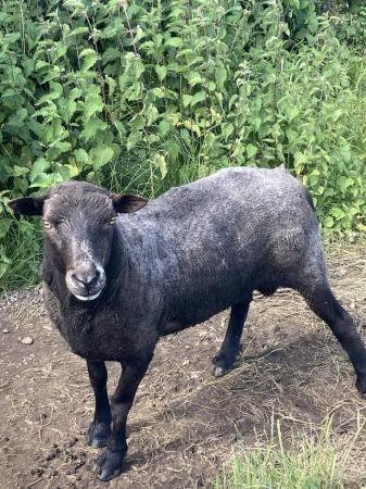 Image 1 of Just sheared zwartbles cross ram. Well mannered.
