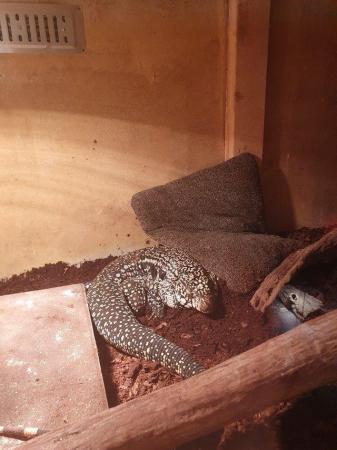 Image 1 of blue and white Argentinian tegu