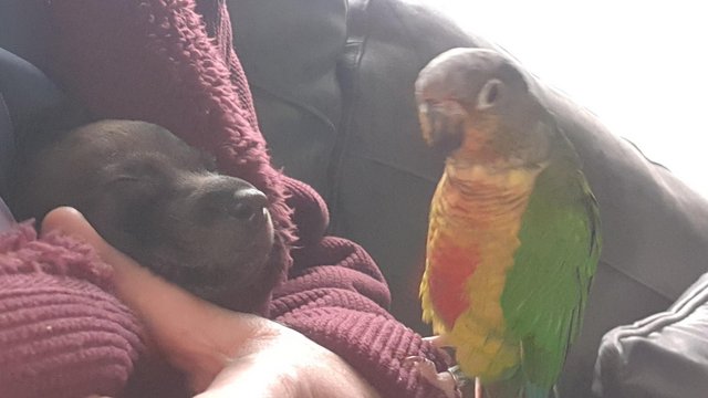 Image 6 of CONURE FOR SALE 200 nearest offer