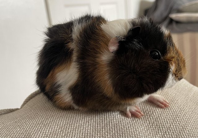 Preview of the first image of Beautiful Guinea pig baby.