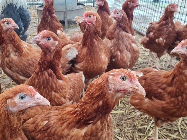 Preview of the first image of 16 wk old Goldline Pullets (Hens).