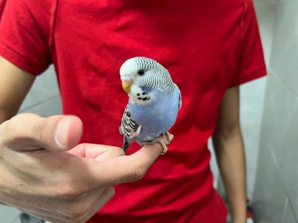 Image 1 of Super hand Tamed Baby Budgies for sale