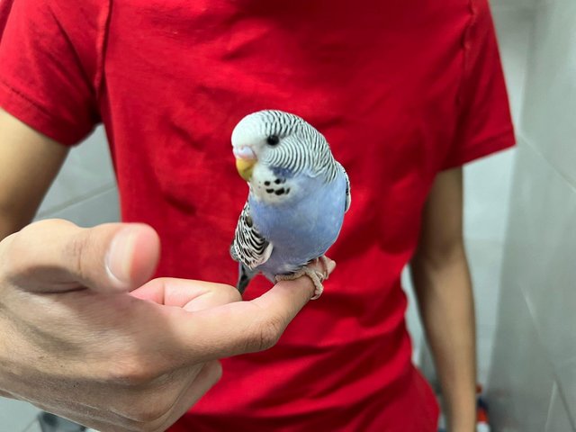 Preview of the first image of Super hand Tamed Baby Budgies for sale.