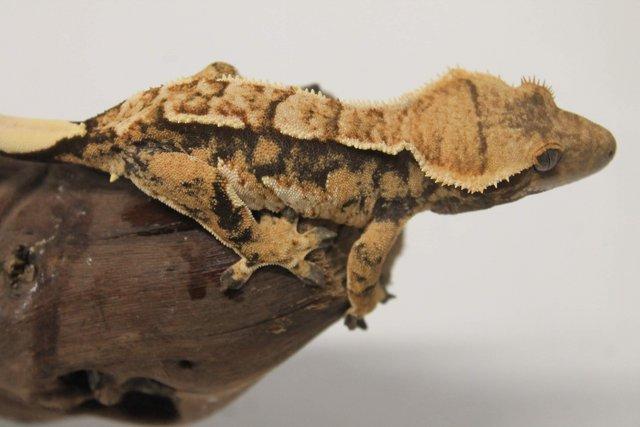 Image 18 of Crested geckos males and females