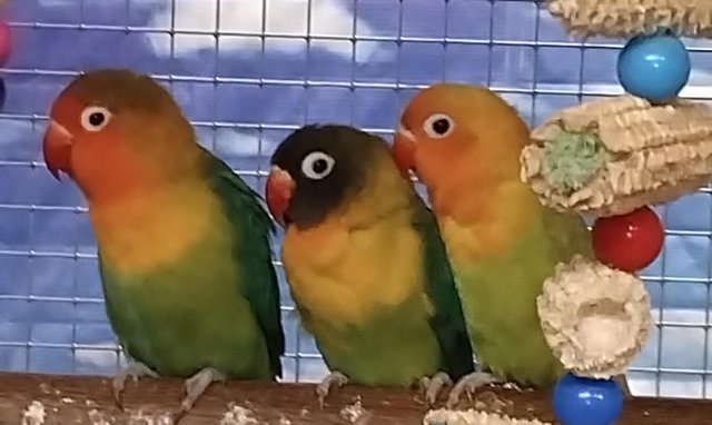 Image 15 of BIRDS/PARAKEETS/PARROTS AVAILABLE