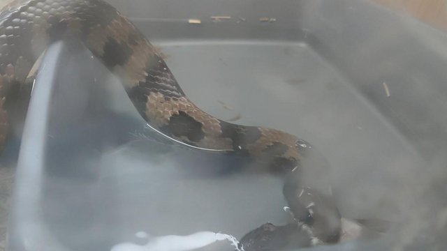 Preview of the first image of False Water cobra (sold to us as hypo).