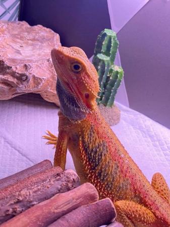 Image 4 of 2 yr old, Male, Red Morph Translucent Bearded Dragon.