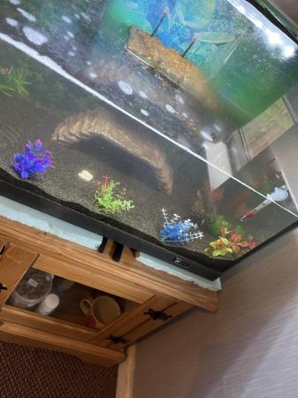 Image 2 of Mud turtle and complete tank setup for sale.