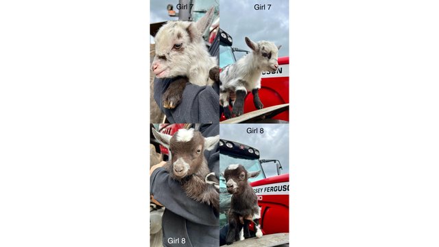 Image 5 of Stunning Pygmy Goat Nanny kids for sale