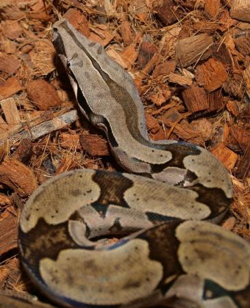 Image 5 of Suriname BCC (True red tail boa constrictor)