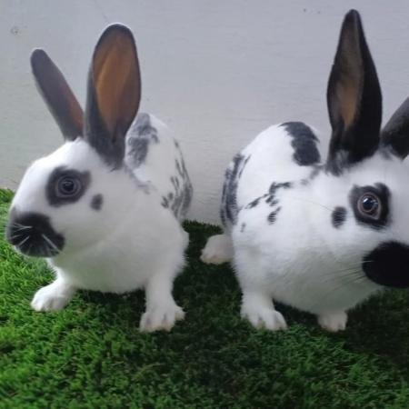 Image 14 of Fully vaccinated purebred baby English rabbits