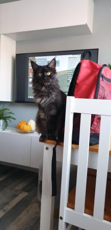 Image 5 of Maine Coon adult female for sale