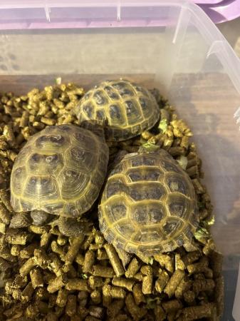 Image 4 of Horsefield tortoise about 2 year old 3 of them £100  all
