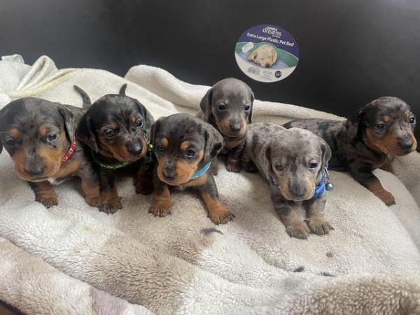 Image 1 of 6 beautiful Dachshund puppies , dapples and Isabella