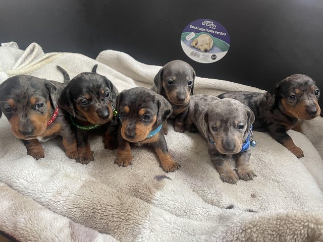Preview of the first image of 6 beautiful Dachshund puppies , dapples and Isabella.