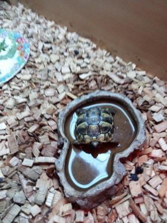 Image 2 of Healthy four month old baby torts ready for new home
