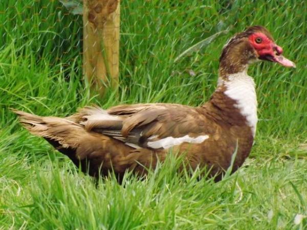 Image 3 of For sale Adult Muscovy Ducks.