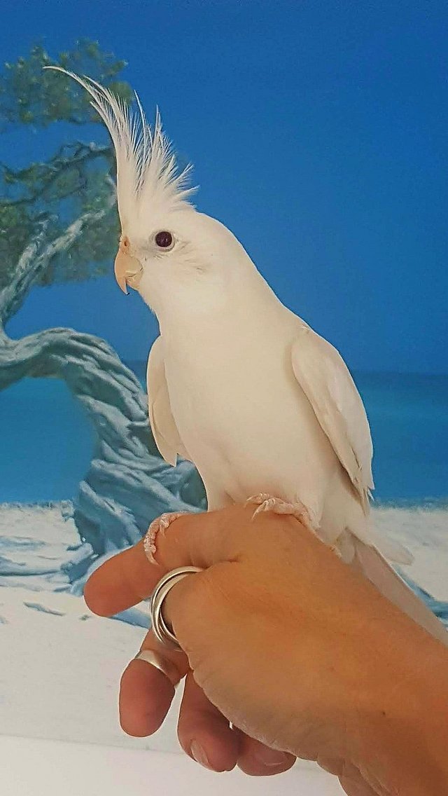 Preview of the first image of LOOKING FOR "QUIFF", MALE COCKATIEL, SOLD IN 2018/19.