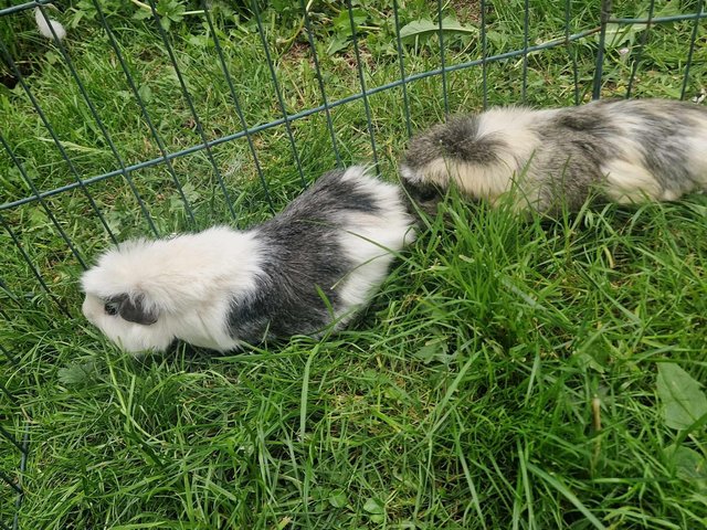 Preview of the first image of 2 stunning 10 month old bonded make guineapig.