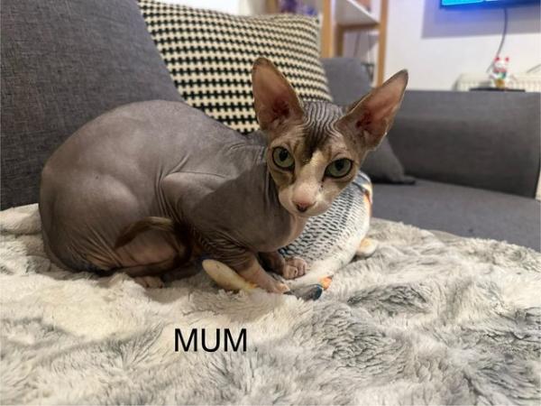 Image 6 of 5 Beautiful Pure Canadian Sphynx Kittens for Sale ??