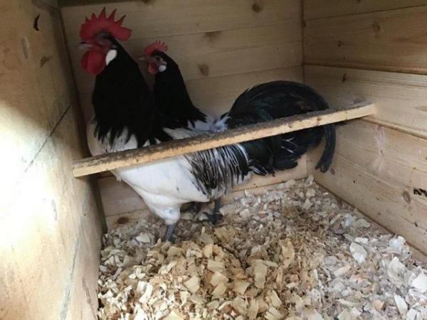 Image 5 of Pure breed hatching eggs Large fowl