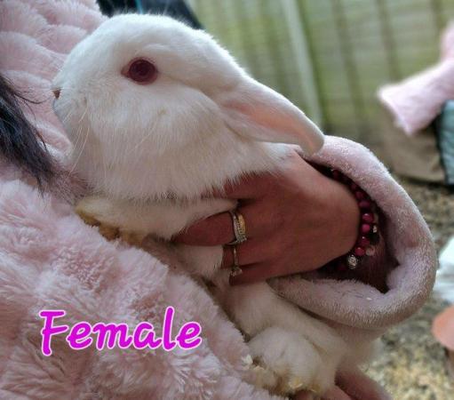 Image 4 of 1 Albino Lion-Lop Bunny For Sale